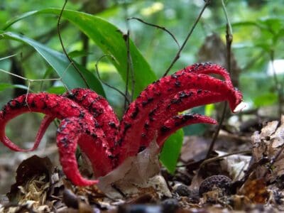 A Stinkhorn Fungi: Different Types and Why They Stink