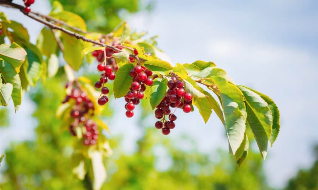 closeup chokecherry fruit