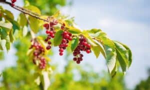 Buckthorn vs. Chokecherry: Key Differences Explained Picture