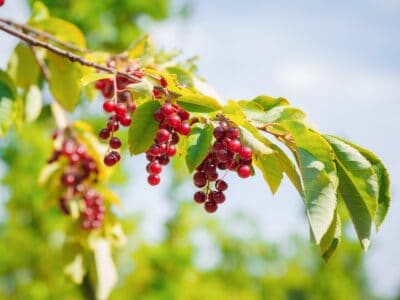 A Chokecherry vs Chokeberry: Is There a Difference?