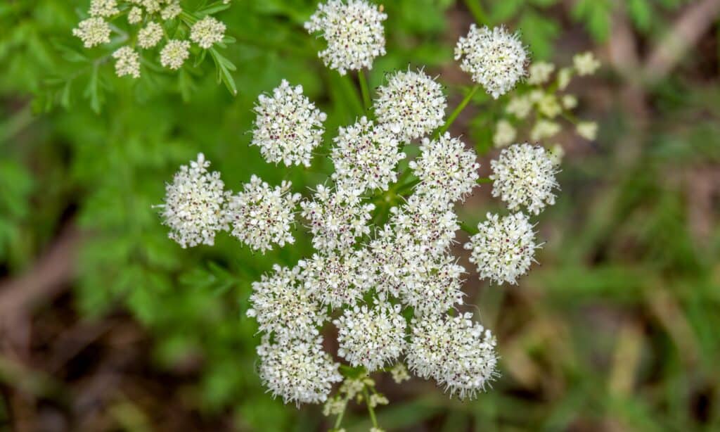 close up poison hemlock flowers