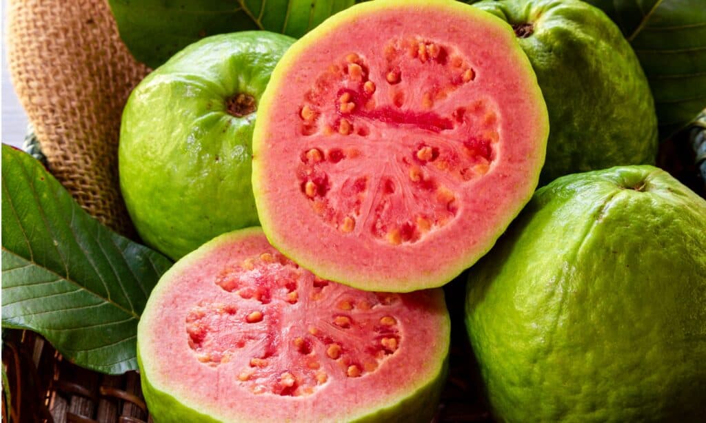 closeup guava fruit