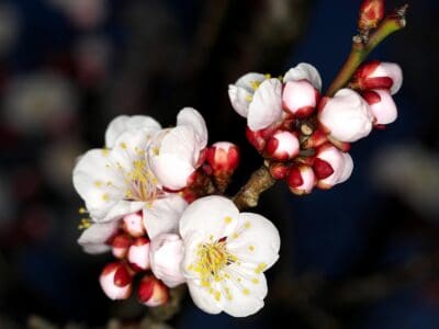 A Discover The National Flower of Taiwan: The Plum Blossom