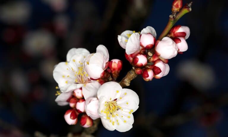 plum blossom closeup