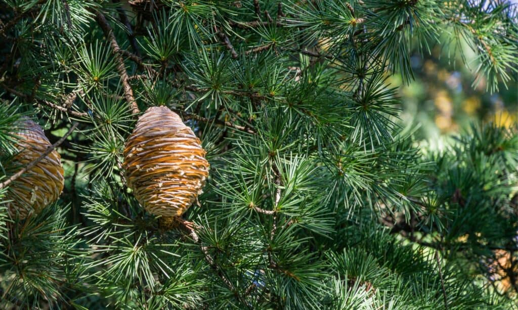 closeup of cedar cone