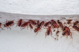 When Is Cockroach Season in Florida? Picture