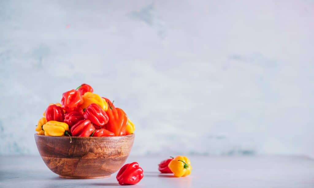scotch bonnet peppers in bowl
