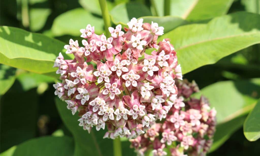 closeup milkweed flower