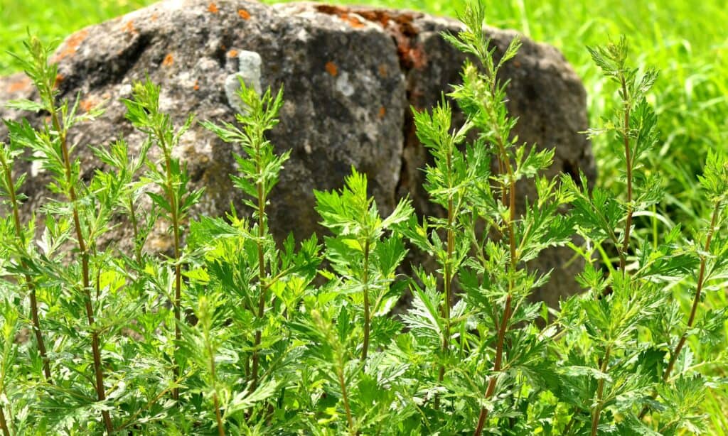 mugwort plant in sunshine