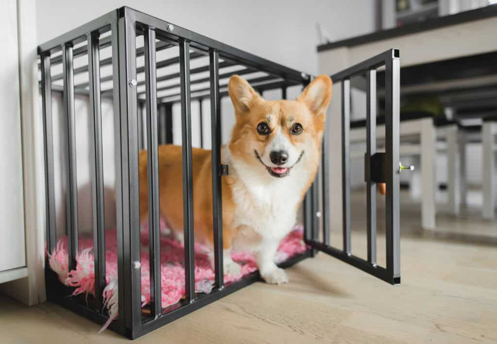 corgi leaving crate