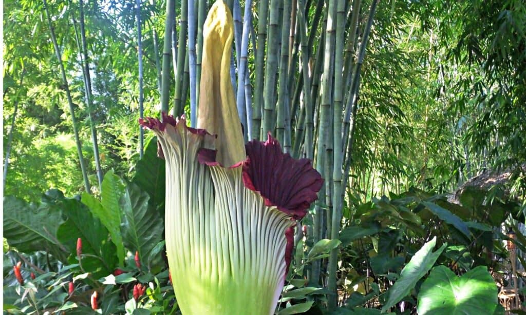 titan arum in bloom