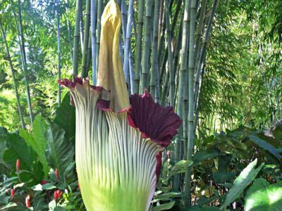 A The Titan Arum: Why Does This Plant Smell Like Death?