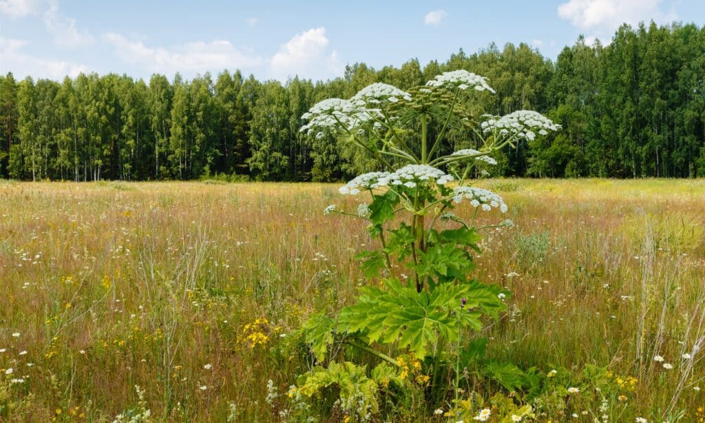 Giant hogweed in field with large flower cap.
