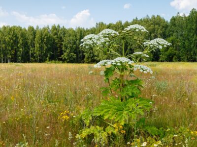 A Don’t Touch These 8 Dangerous Plants That Grow in Michigan