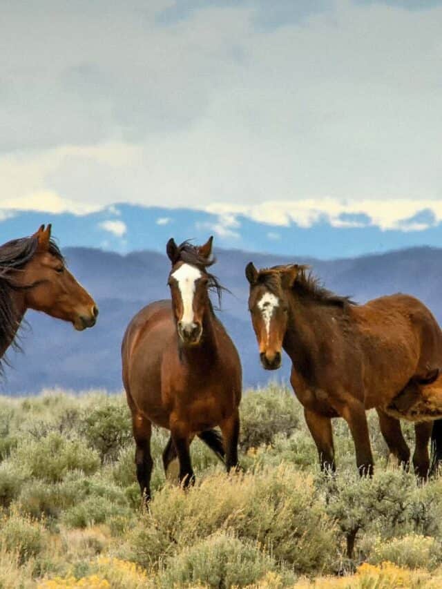 Horse, Animals In The Wild, Colorado, Mustang - Wild Horse, Leadership