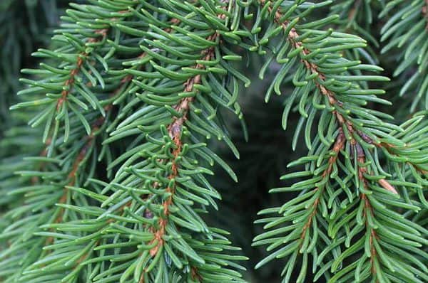 Branch of Norway spruce (Picea abies) on Golija Mt in Serbia
