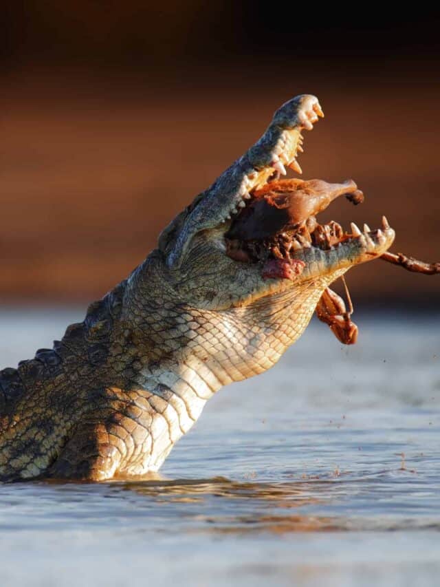 Nile Crocodile Eating