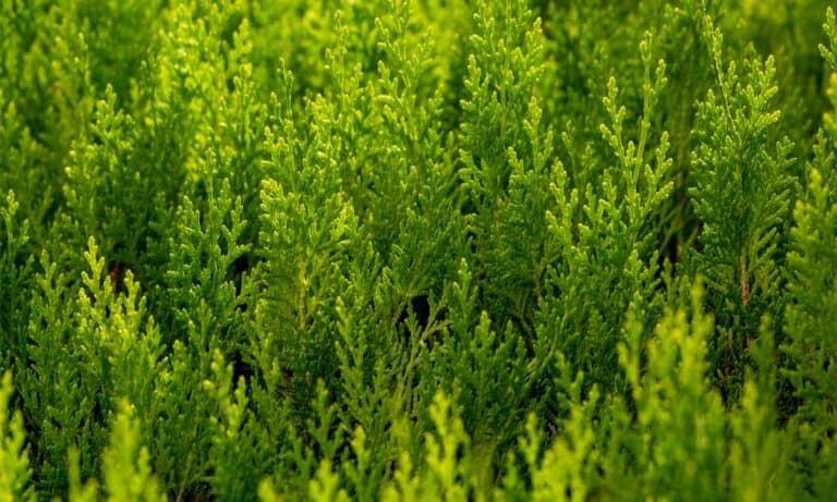 closeup leyland cypress