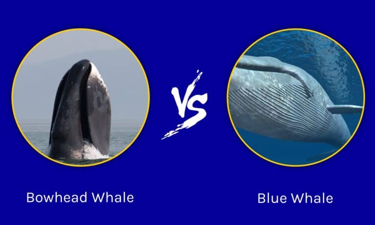 Bowhead Whale vs. Blue Whale - A-Z Animals