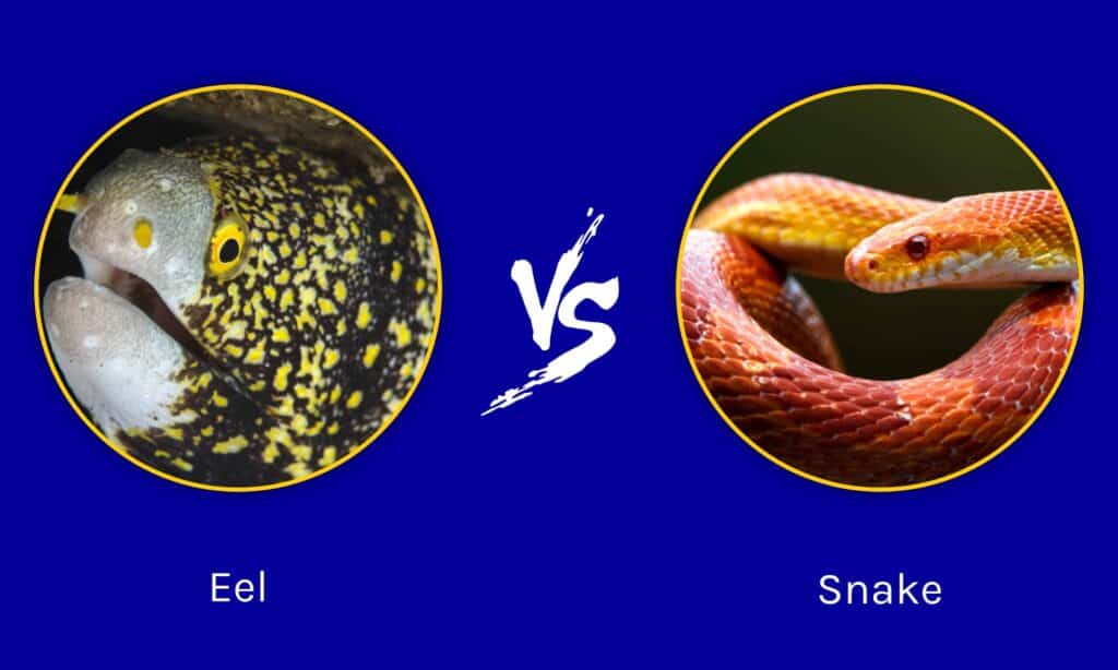 Eel vs Snake