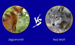 Jaguarundi vs Red Wolf: What’s the Difference? Picture