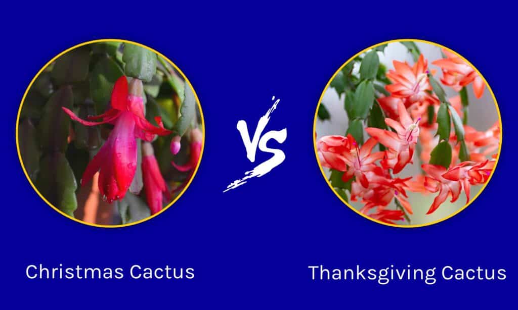 Christmas Cactus vs Thanksgiving Cactus