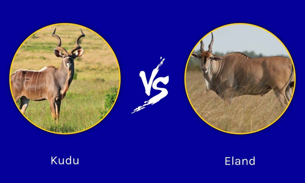Kudu vs Eland: What Are The Differences? - AZ Animals