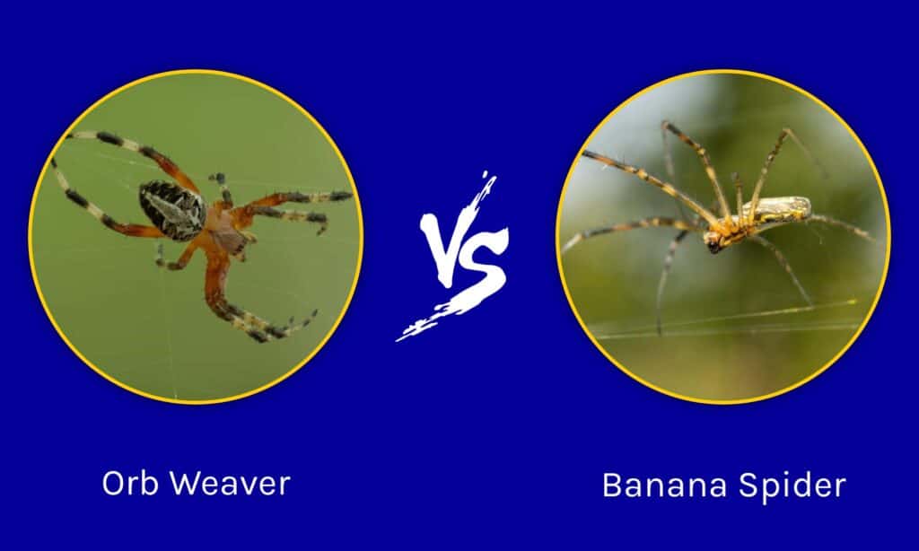 Orb Weaver vs Banana Spider
