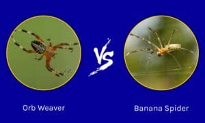 Orb Weaver vs Banana Spider: What’s the Difference? Picture