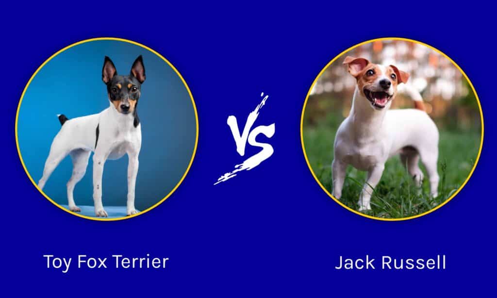 Toy Fox Terrier vs Jack Russell