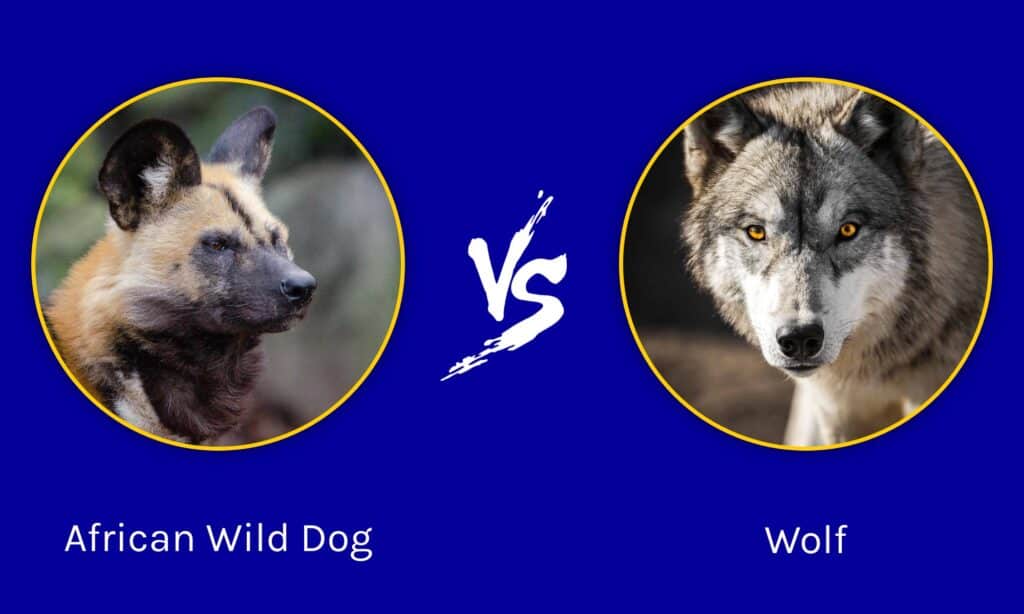 African Wild Dog vs Wolf