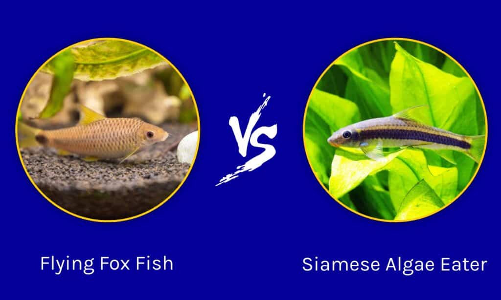 Flying Fox Fish vs Siamese Algae Eater