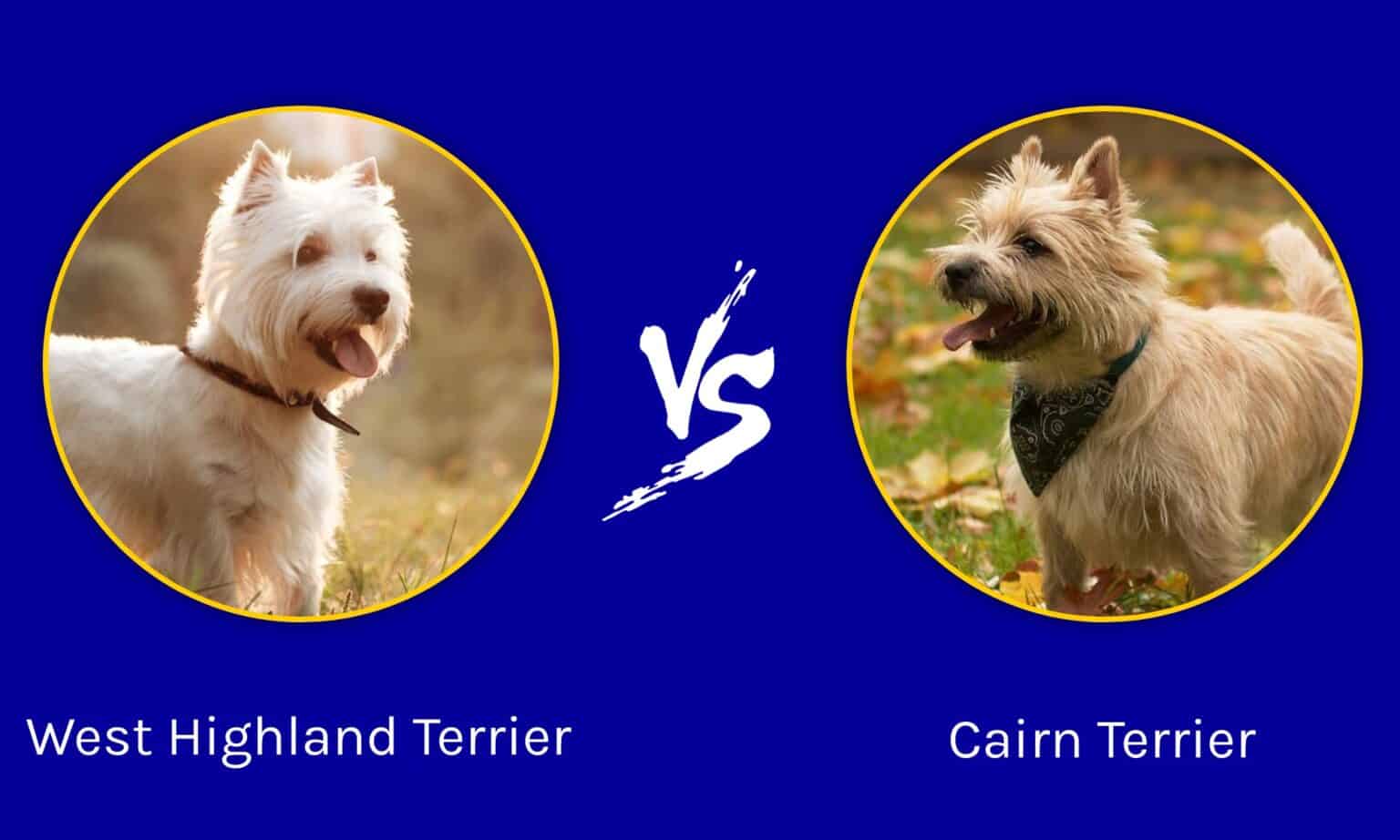 West Highland Terrier vs Cairn Terrier What's the Difference? AZ