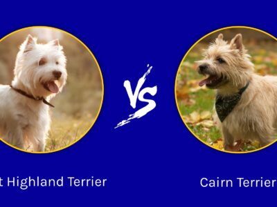 A West Highland Terrier vs Cairn Terrier: What’s the Difference?