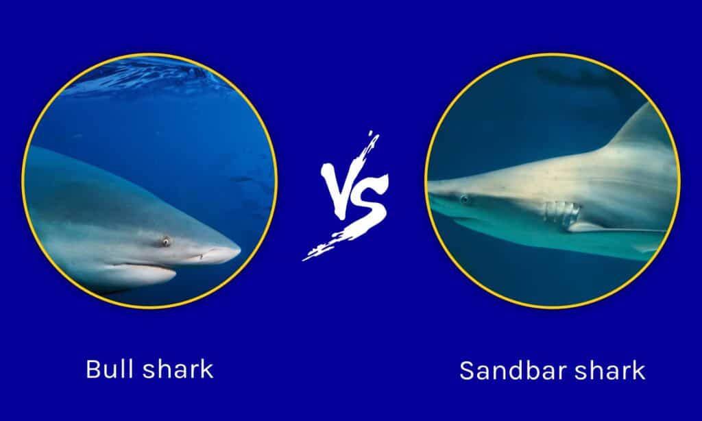 Bull shark vs Sandbar shark