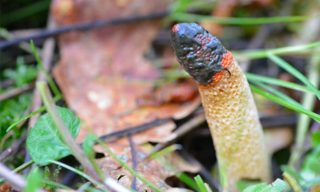 dog stinkhorn closeup