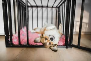 Choose the Right Crate Size for Your Dog With This Guide Picture