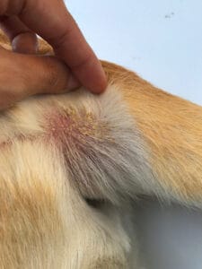 Can You Use Dawn On Dogs? - A-Z Animals