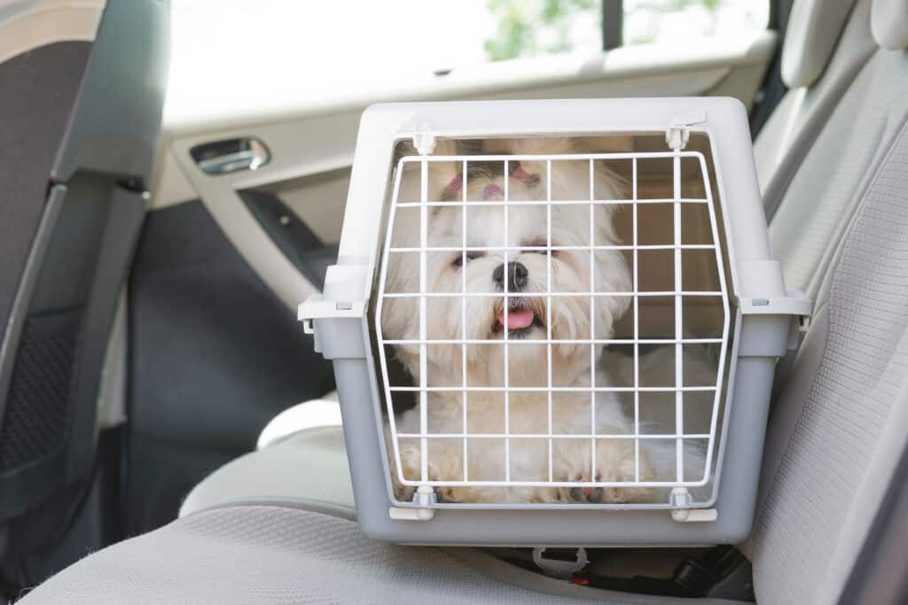 dog in crate in car