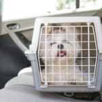 Dog crates can be useful for keeping your pup safe while traveling together.
