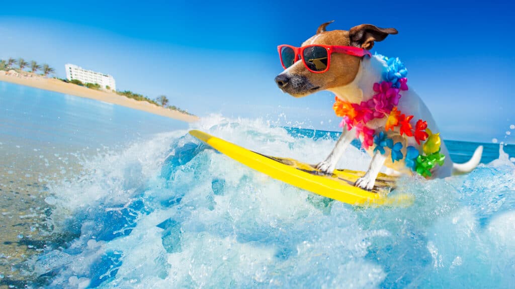 dog surfing