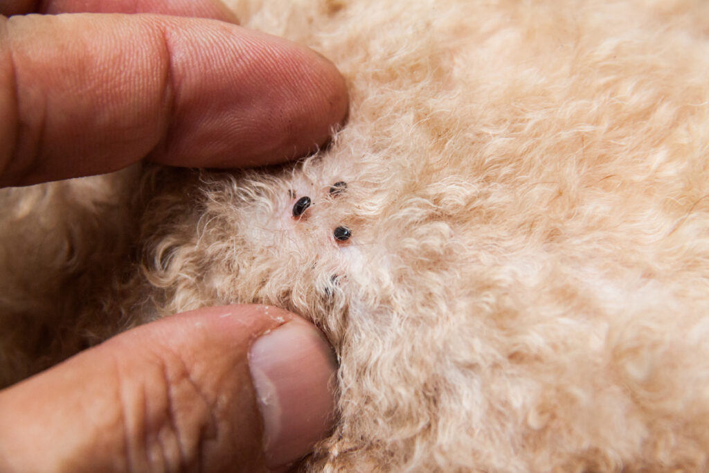 inspecting dog hair for insects presence