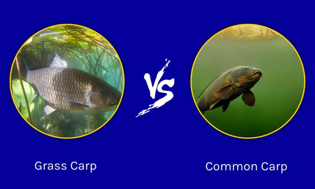 Grass Carp  vs Common Carp