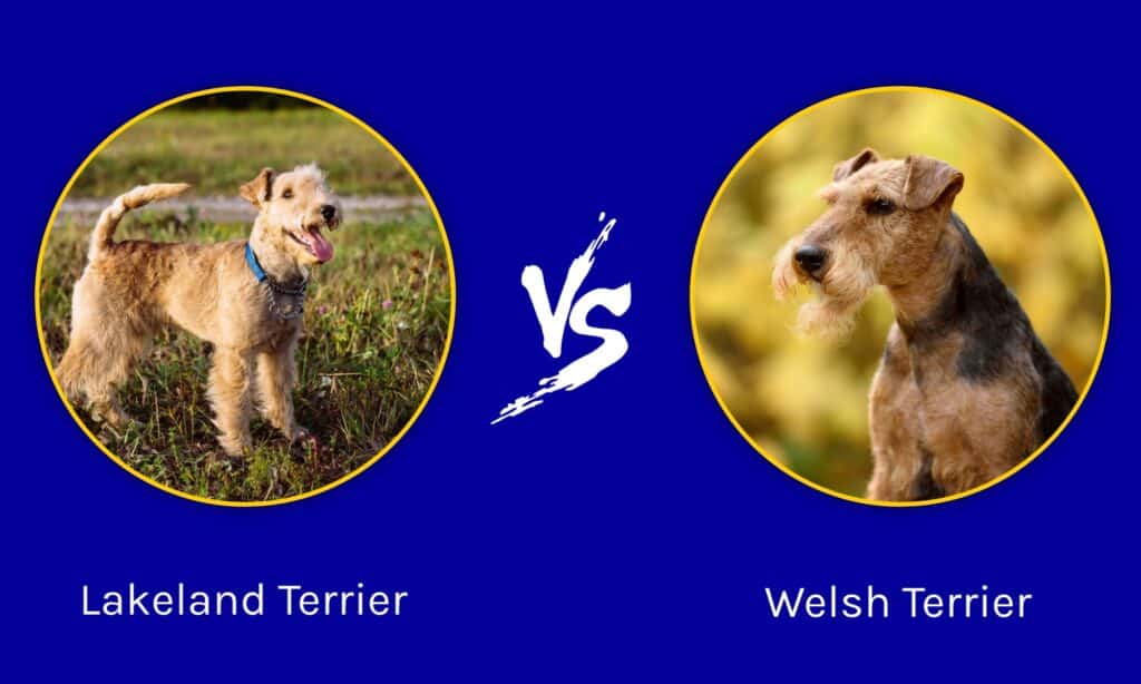 Lakeland Terrier vs Welsh Terrier