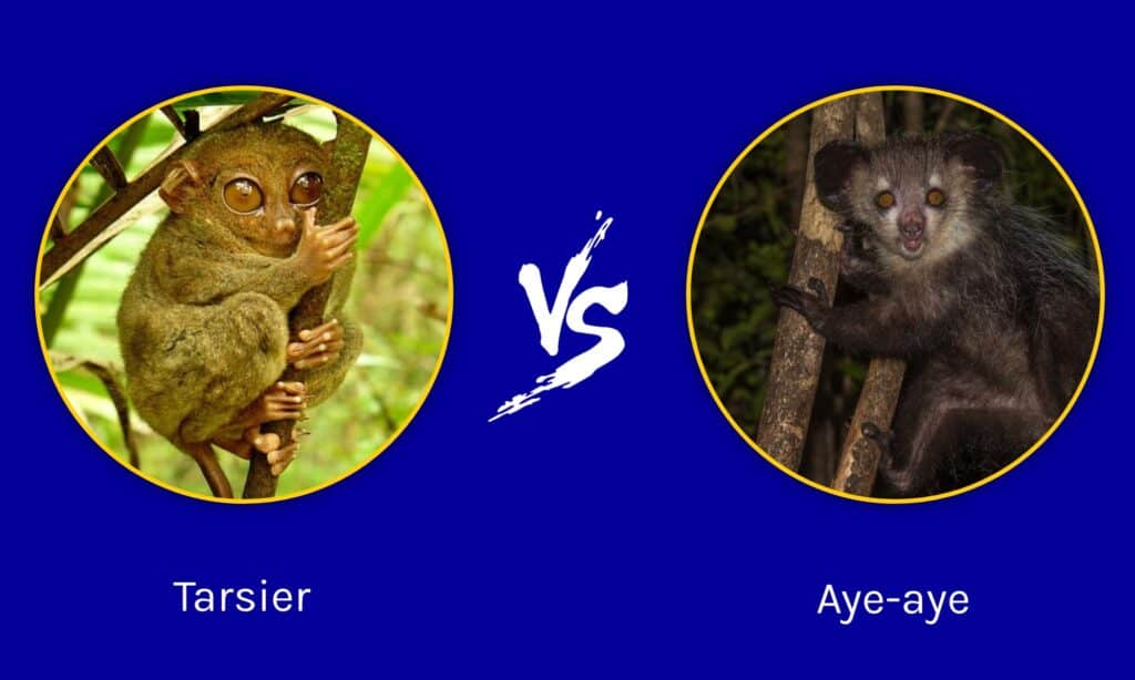 Tarsier vs Aye-aye