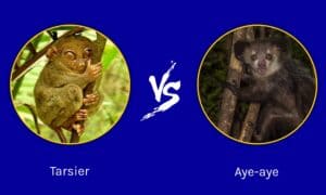 Tarsier vs Aye-Aye: What’s their Difference? Picture