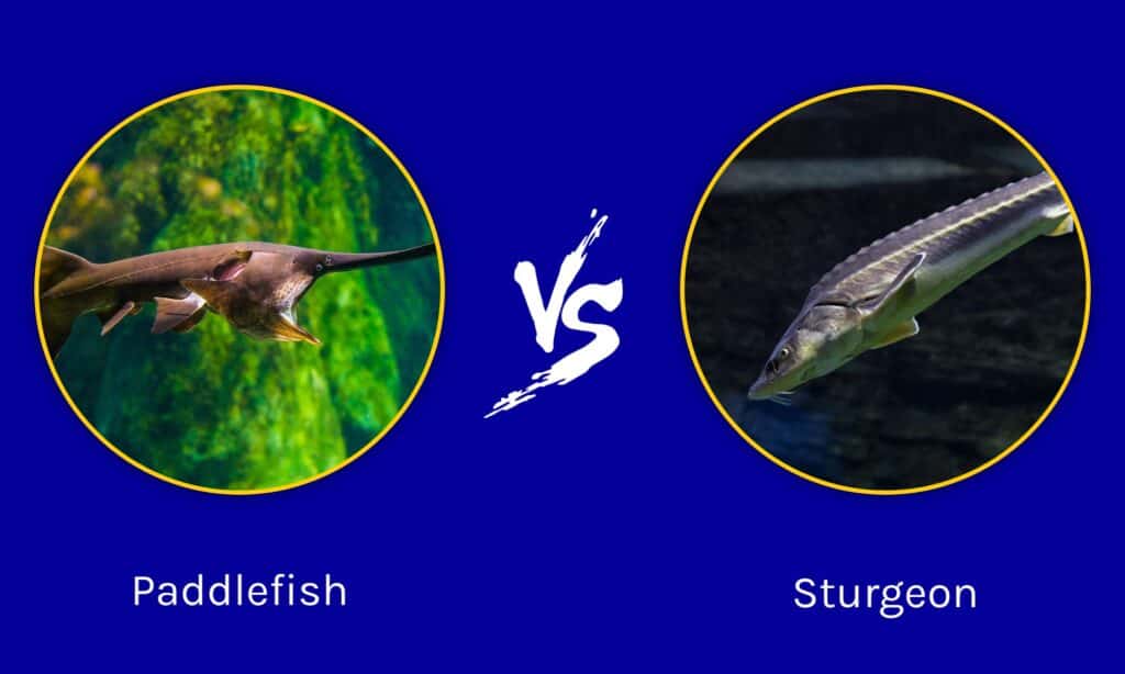 Paddlefish vs Sturgeon