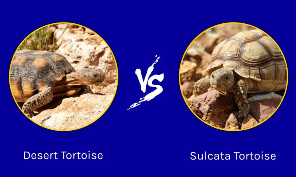 Desert Tortoise vs Sulcata Tortoise