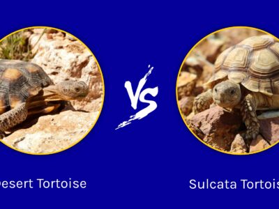 A Desert Tortoise vs Sulcata Tortoise: What are the Differences?