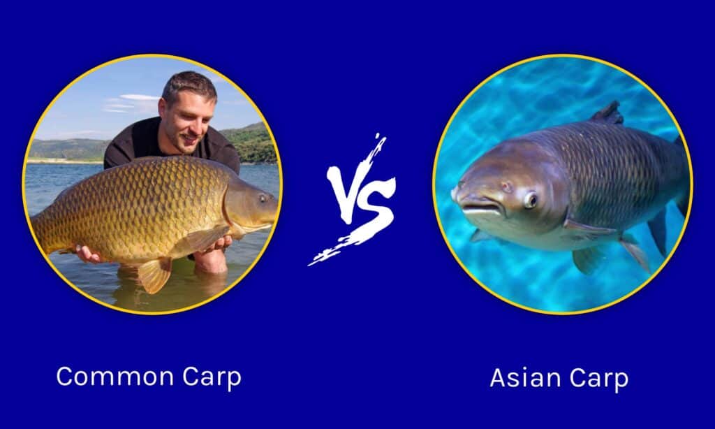 Carpe commune vs carpe asiatique
